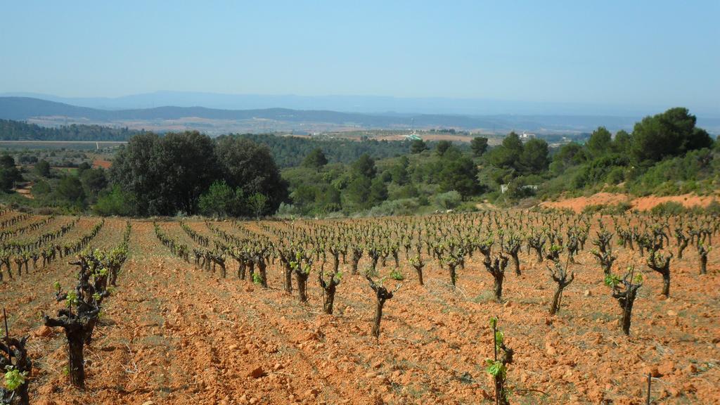 Finca Casa Nueva Requena Esterno foto